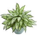 Nearly Naturals Silver Queen Artificial Plant in Green Vase 8367